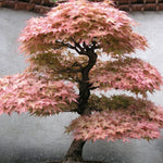 Acer Palmatum Beni Chidori v.9