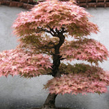 Acer Palmatum Beni Chidori v.9