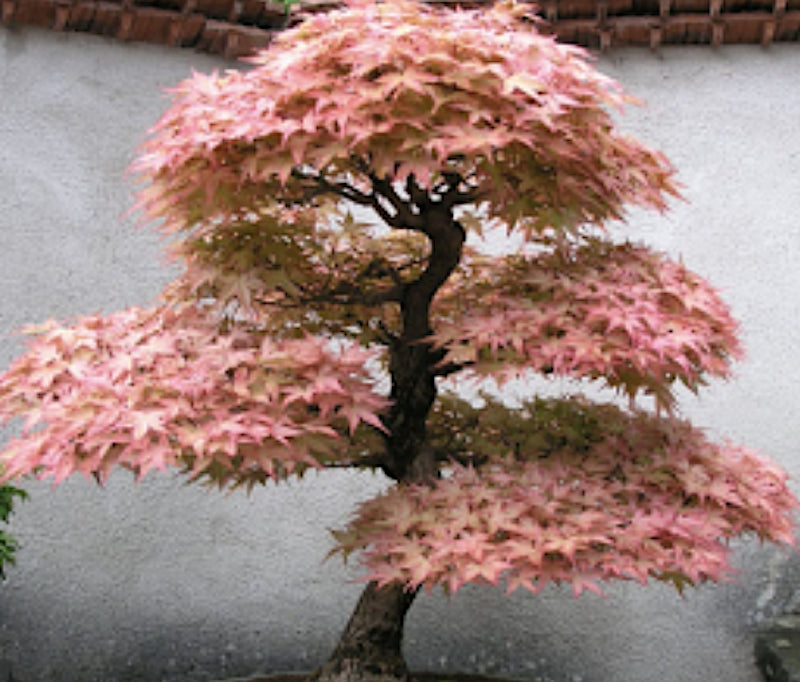 Acer Palmatum Beni Chidori v.9