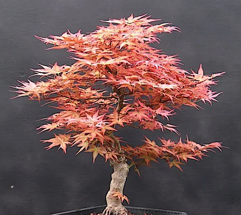 Acer Palmatum Beni Chidori v.9