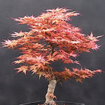 Acer Palmatum Beni Chidori v.9
