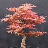 Acer Palmatum Beni Chidori v.9