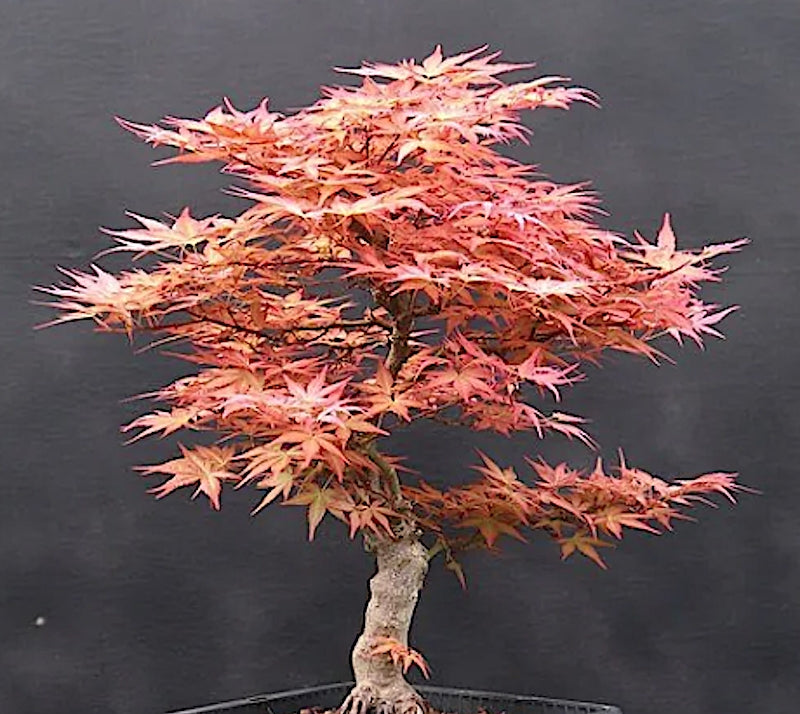 Acer Palmatum Beni Chidori v.9