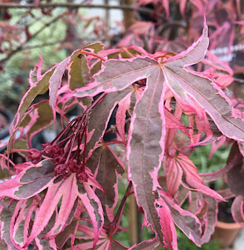 Acer Palmatum Shirazz v.9