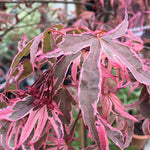 Acer Palmatum Shirazz v.9