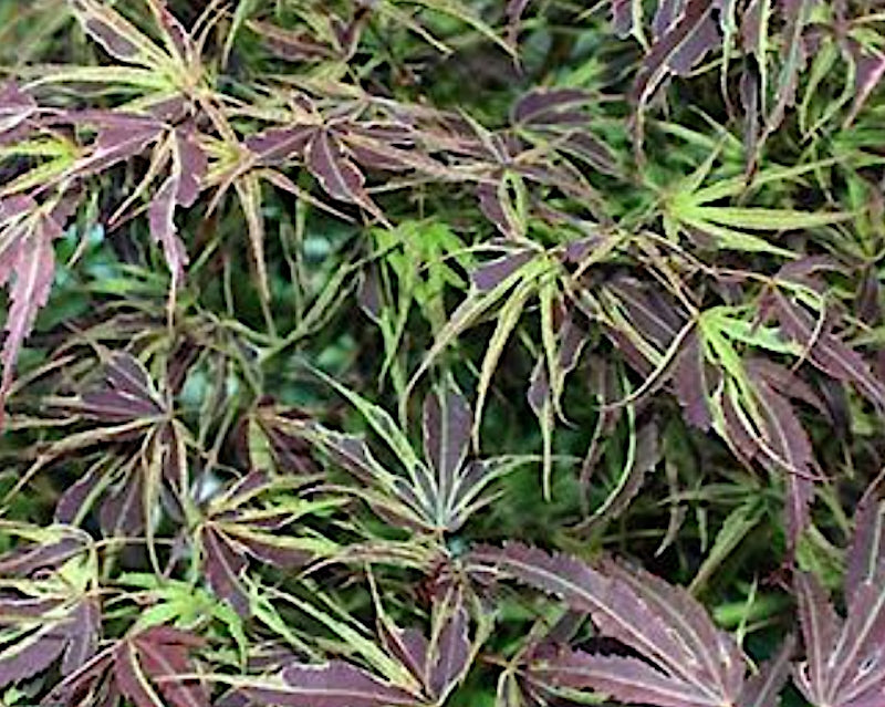 Acer Palmatum Shirazz v.9