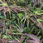 Acer Palmatum Shirazz v.9