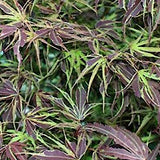 Acer Palmatum Shirazz v.9