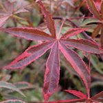 Acer Palmatum Shirazz v.9