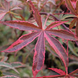 Acer Palmatum Shirazz v.9
