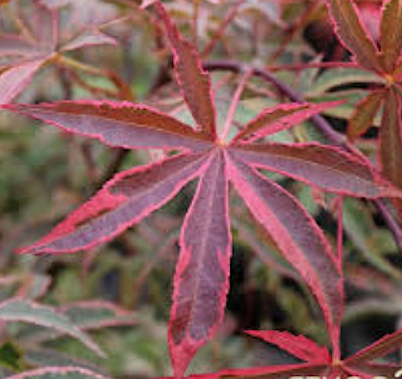 Acer Palmatum Shirazz v.9