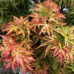 Acer palmatum 'Goshiki kotohime  v. 9