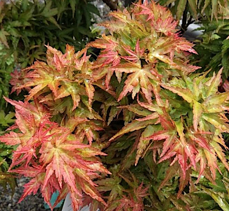 Acer palmatum 'Goshiki kotohime  v. 9