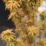 Acer palmatum 'Goshiki kotohime  v. 9