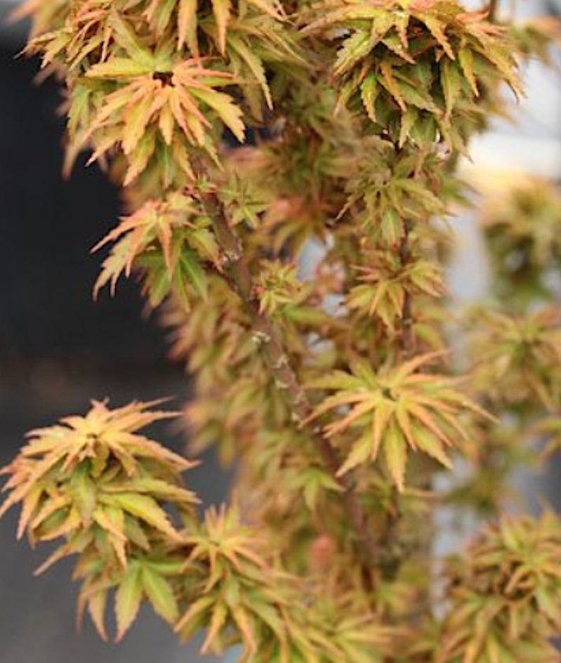 Acer palmatum 'Goshiki kotohime  v. 9