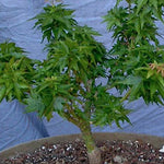 Acer palmatum 'Goshiki kotohime  v. 9