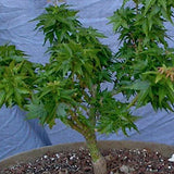 Acer palmatum 'Goshiki kotohime  v. 9