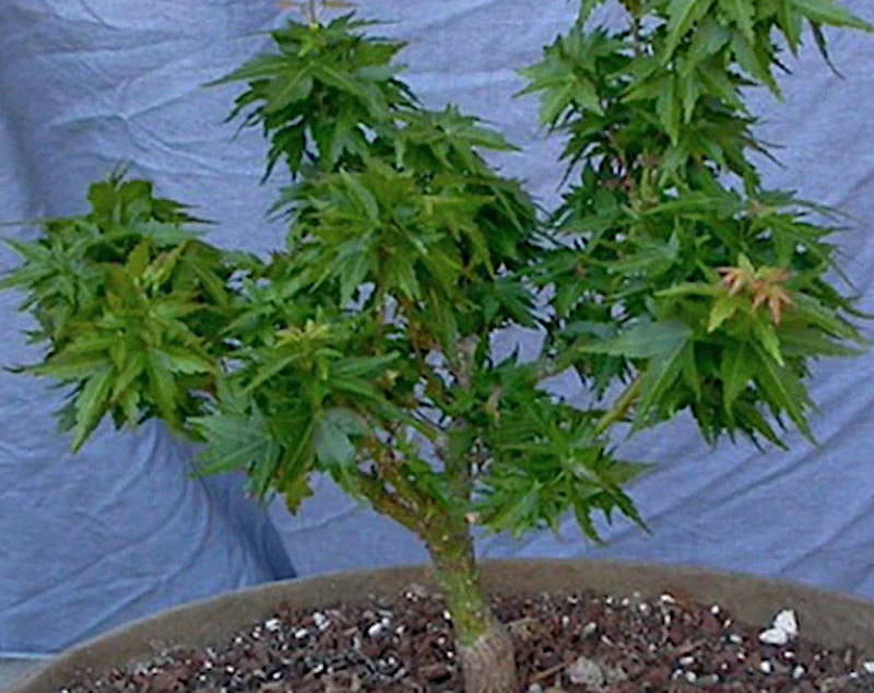 Acer palmatum 'Goshiki kotohime  v. 9