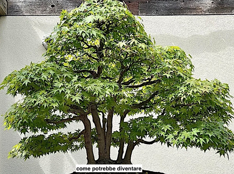 Acer Palmatum 'Kiyohime' v.9