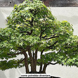 Acer Palmatum 'Kiyohime' v.9