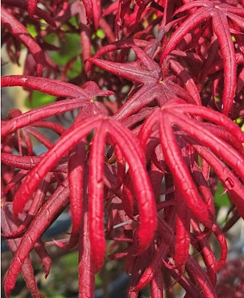 Acer Palmatum Starfish vaso 15