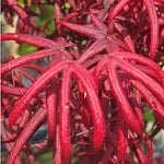 Acer Palmatum Starfish vaso 15