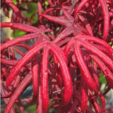 Acer Palmatum Starfish vaso 15