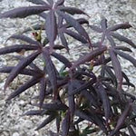 Acer Palmatum Starfish vaso 15