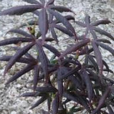 Acer Palmatum Starfish vaso 15