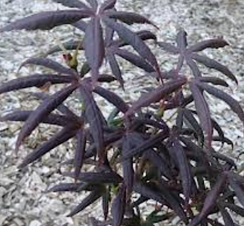 Acer Palmatum Starfish vaso 15