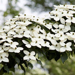 Cornus Kousa China Girl v. 15