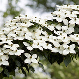 Cornus Kousa China Girl v. 15