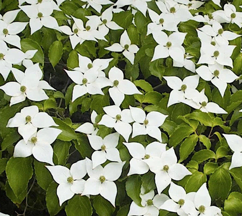 Cornus kousa White Fountain v.15