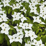 Cornus kousa White Fountain v.15