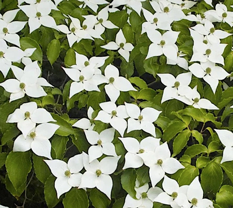 Cornus kousa White Fountain v.15
