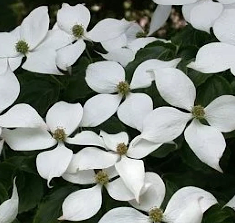 Cornus Kousa Kreuzdame v. 15