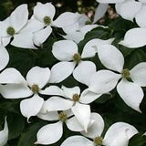 Cornus Kousa Kreuzdame v. 15