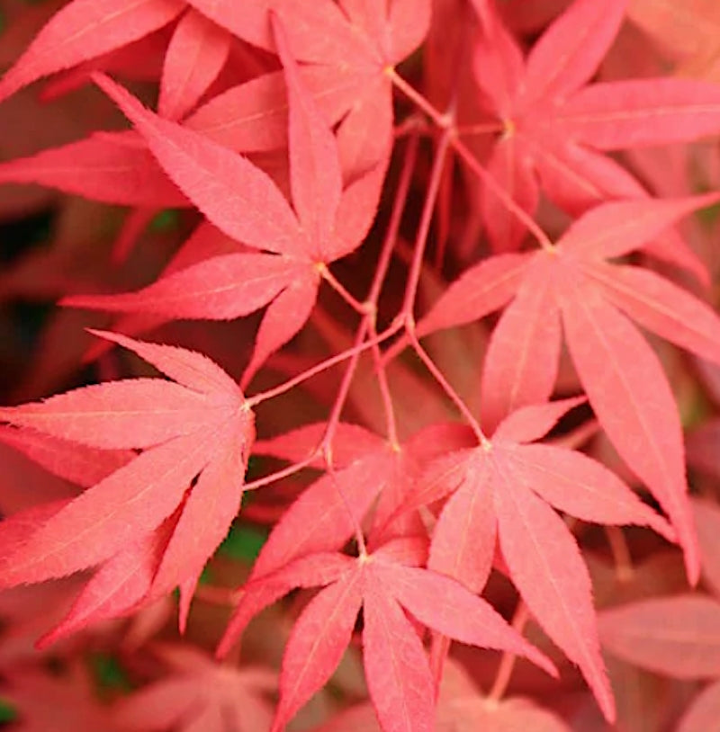 Acer palmatum Sojo Nomura v. 15