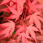 Acer palmatum Sojo Nomura v. 15