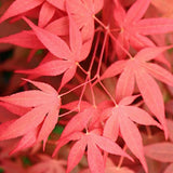 Acer palmatum Sojo Nomura v. 15