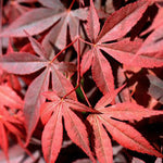 Acer palmatum Sojo Nomura v. 15