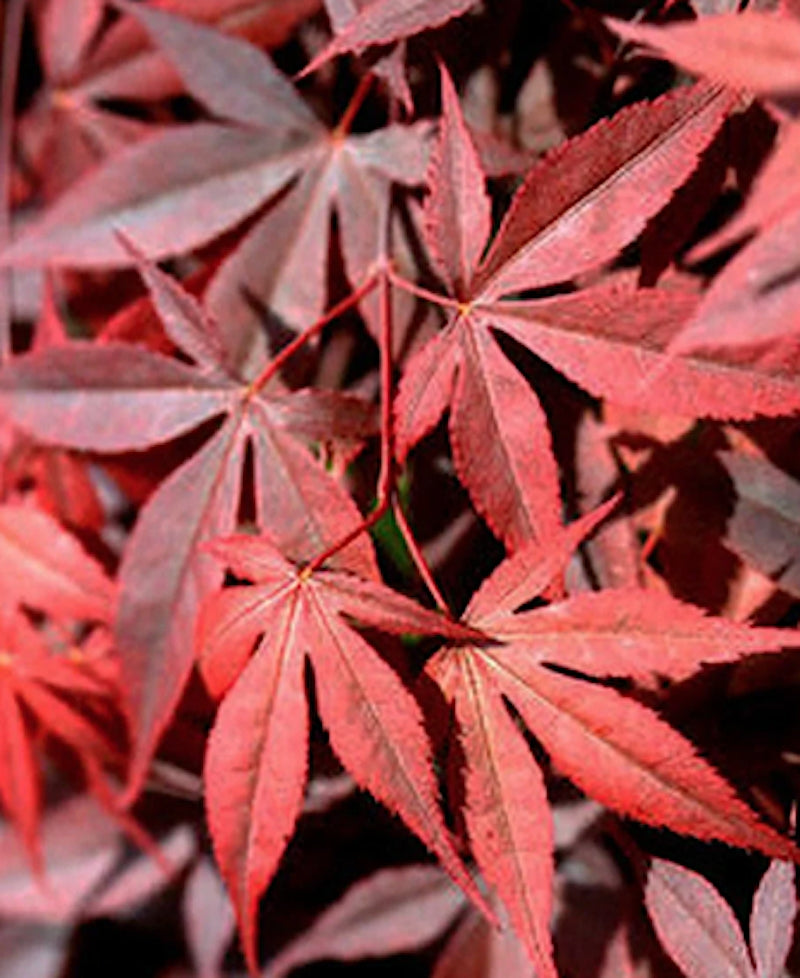Acer palmatum Sojo Nomura v. 15