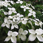 Cornus Kousa var. Chinensis v. 15