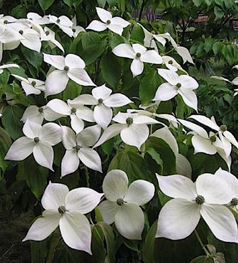 Cornus Kousa var. Chinensis v. 15