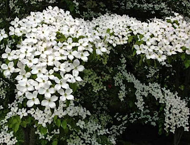 Cornus Kousa var. Chinensis v. 15