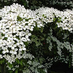 Cornus Kousa var. Chinensis v. 15