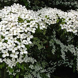 Cornus Kousa var. Chinensis v. 15