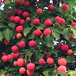 Cornus Kousa var. Chinensis v. 15