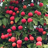 Cornus Kousa var. Chinensis v. 15