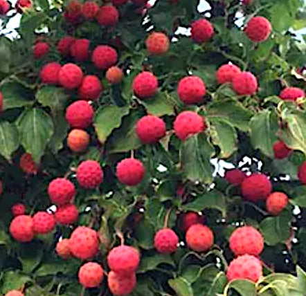 Cornus Kousa var. Chinensis v. 15